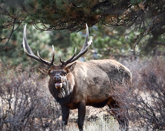 Bull Elk Wall Art | Rocky Mountain National Park Wildlife Photography | Colorado Nature Print