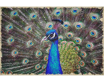 Peacock Art Print, Exotic Animal Artwork, Bird Painting, Zoo Animal