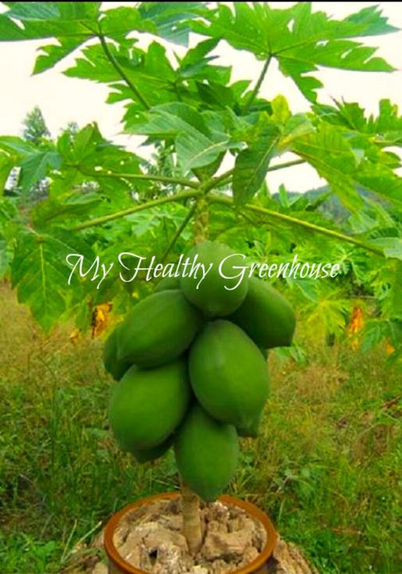SEEDS Dwarf Kapoho Solo Papaya Pearshaped Low Bearing Etsy