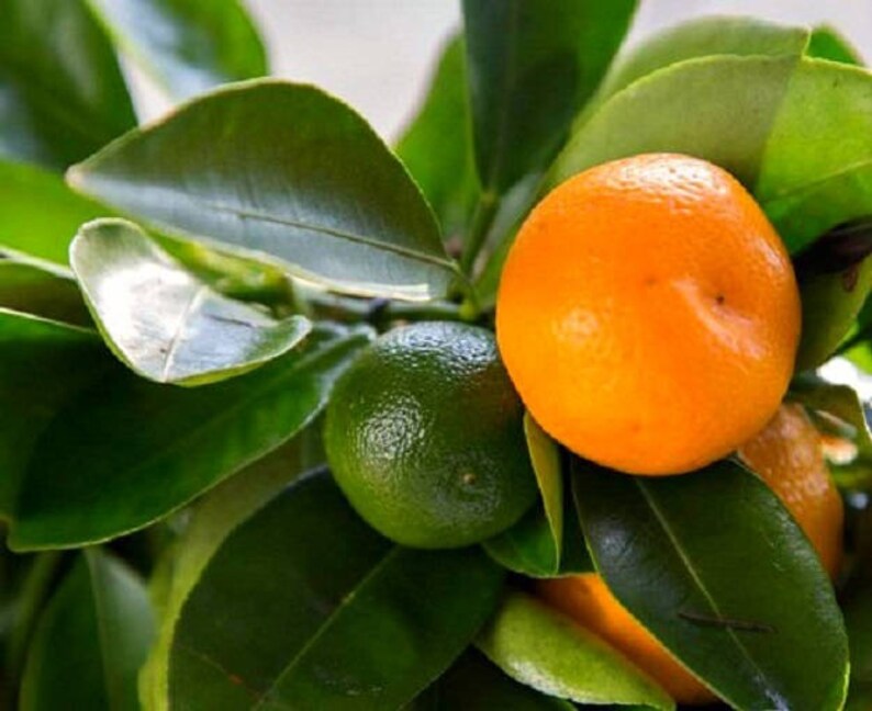 Calamondin Germination