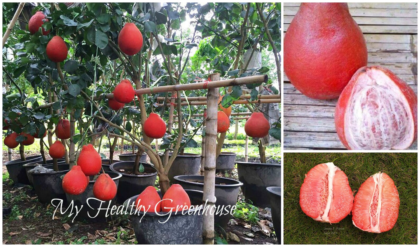 SEEDS Extremely Rare Dwarf Thai Red Pomelo or Pummelo Etsy