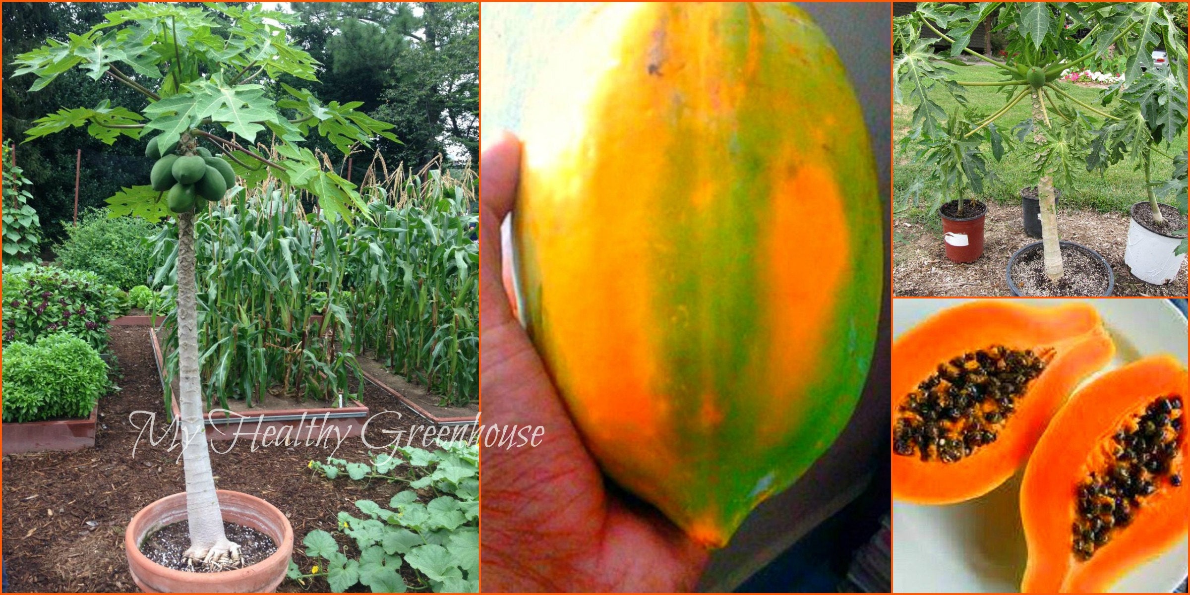 SEEDS Self-pollinating Dwarf Papaya Tree “TR Hovey” Carica papaya Easy Grow!