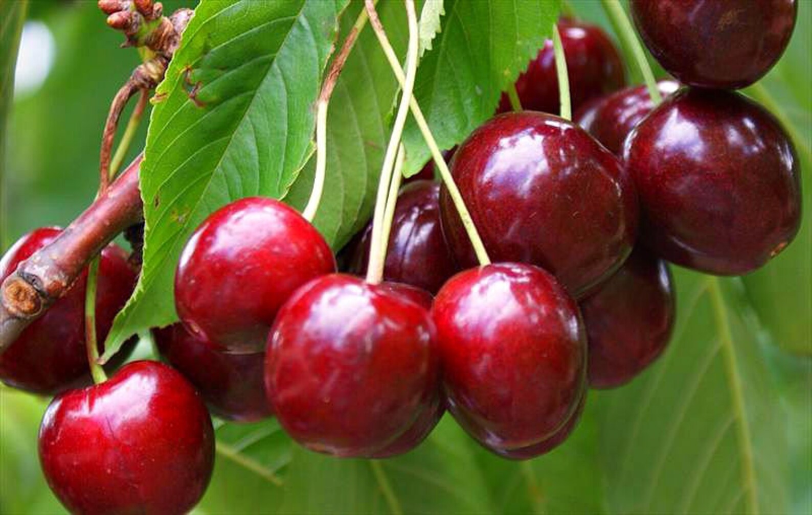 SEEDS Dwarf Sweet Garden Bing Cherry prunus Avium Zones Etsy