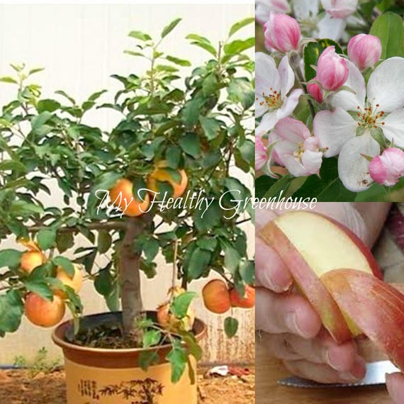 SEEDS Selffertile Dwarf Gala Apple Tree malus Domestica Etsy