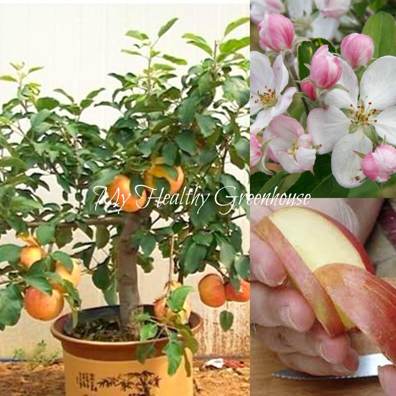 SEEDS Selffertile Dwarf Gala Apple Tree Malus domestica Etsy