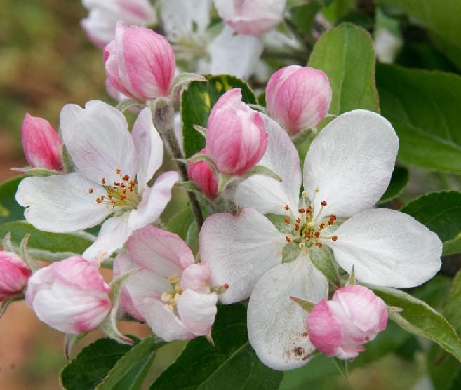 SEEDS Selffertile Dwarf Gala Apple Tree Malus domestica Etsy