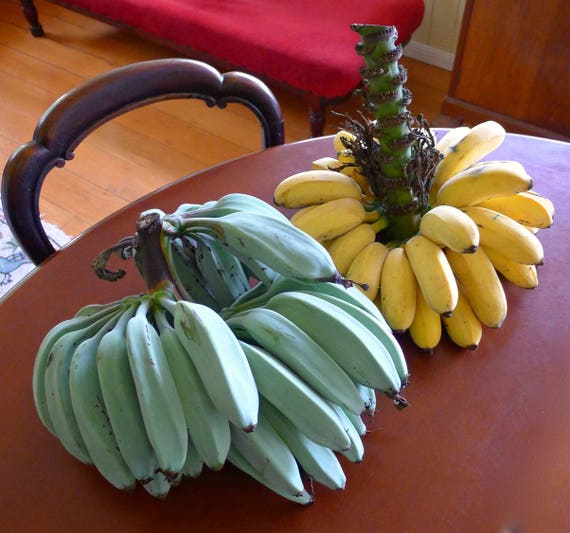 Seeds Extremely Rare Semi Dwarf Blue Java Aka Ice Cream Etsy Canada