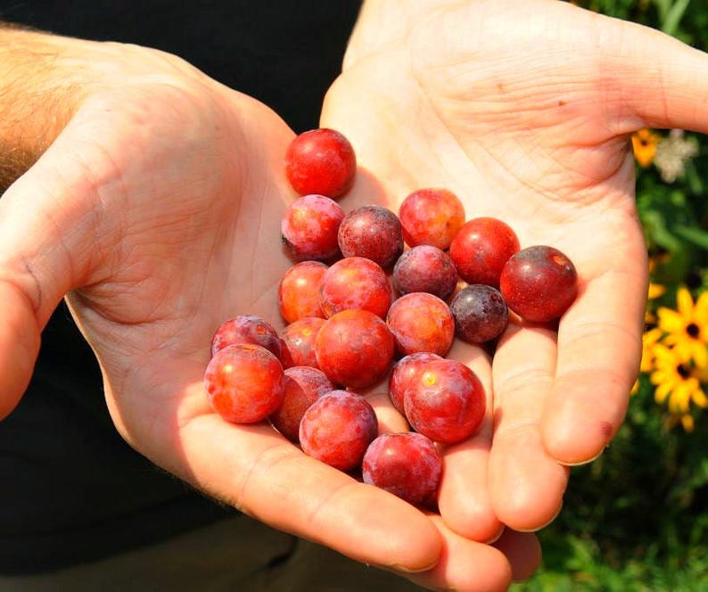 SEEDS SelfPollinating Beach Plum Shrub Hardy Zone 3 Etsy