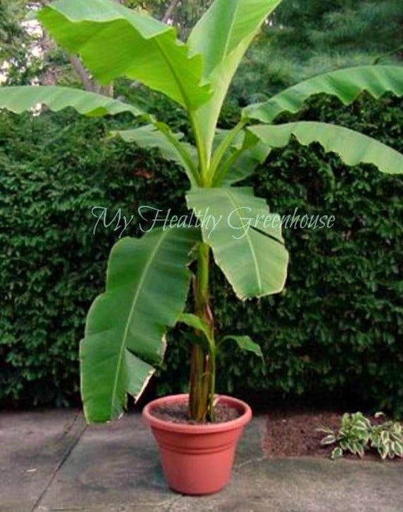 Blue Java Banana Tree For Sale Canada Diarioa