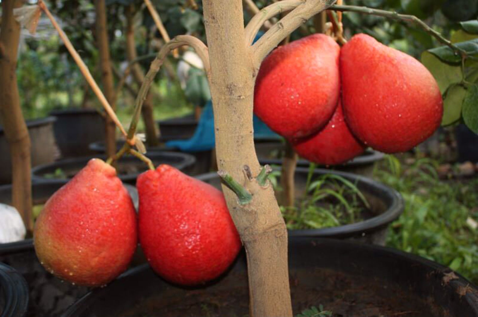 SEEDS Extremely Rare Dwarf Thai Red Pomelo or Pummelo Etsy