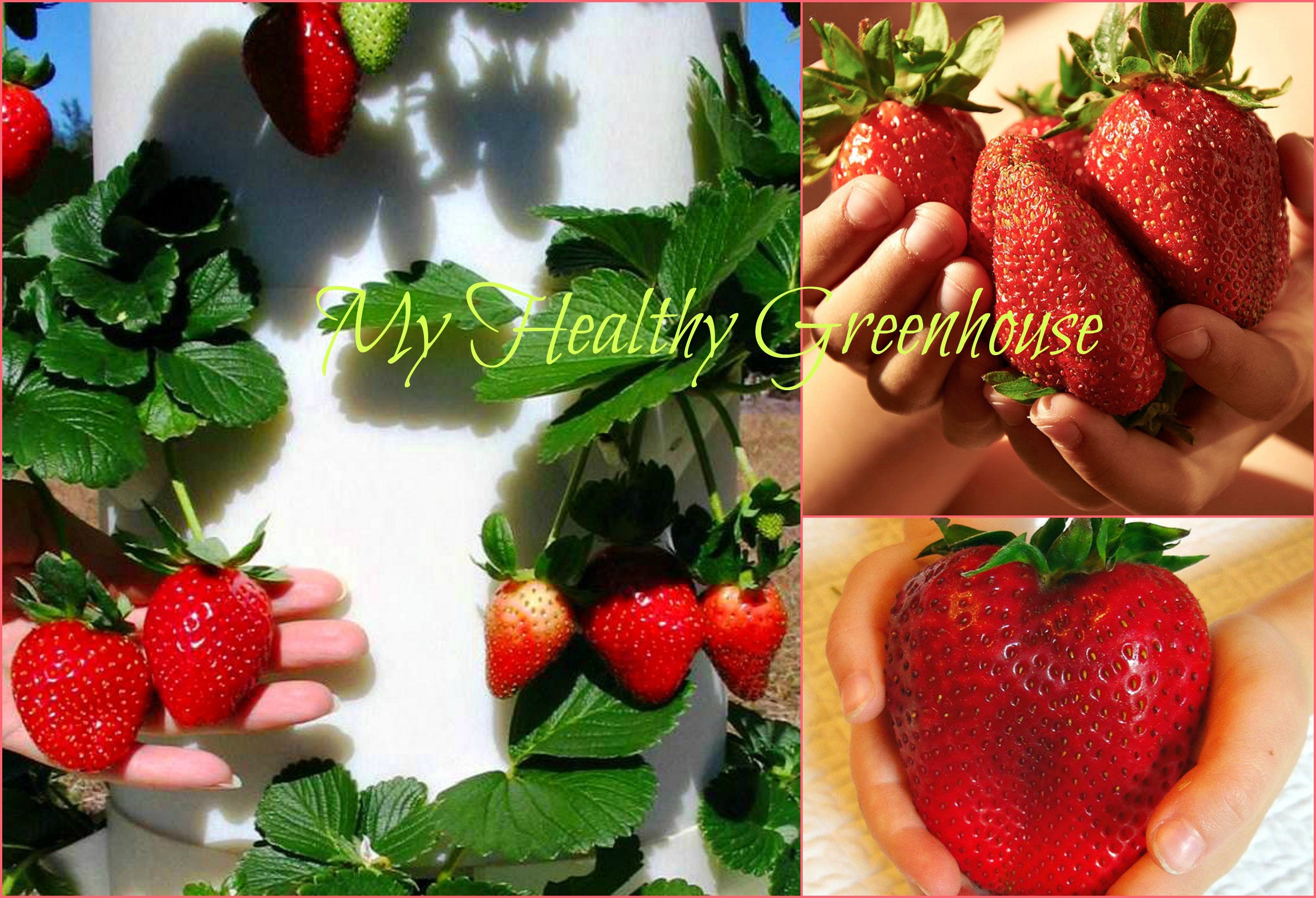 SEEDS Giant Strawberry rubygem Dense Upright Everbearing Etsy UK