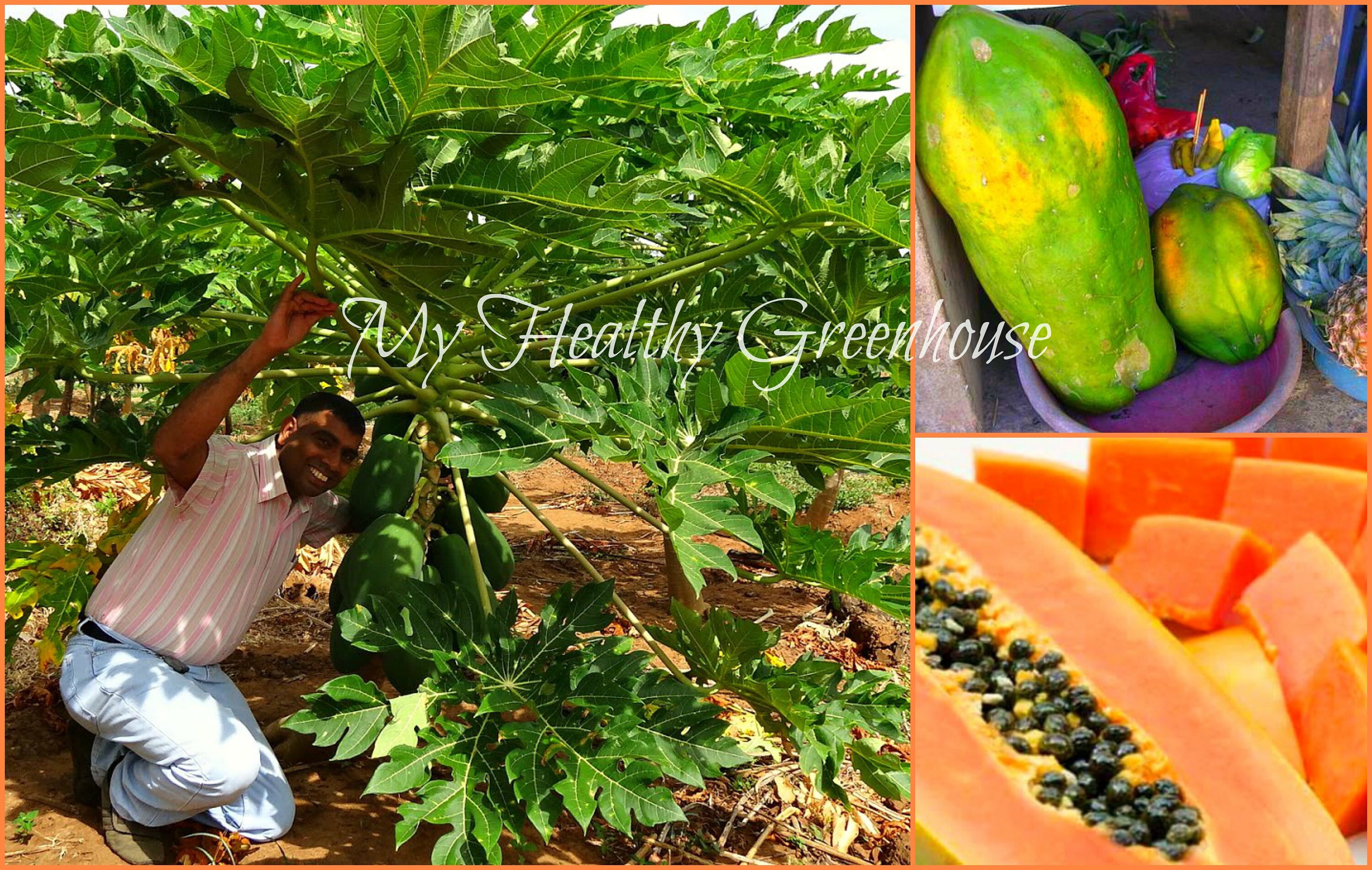 SEEDS LowDensity Pusa Giant Papaya Sweet Pawpaw Natural Etsy