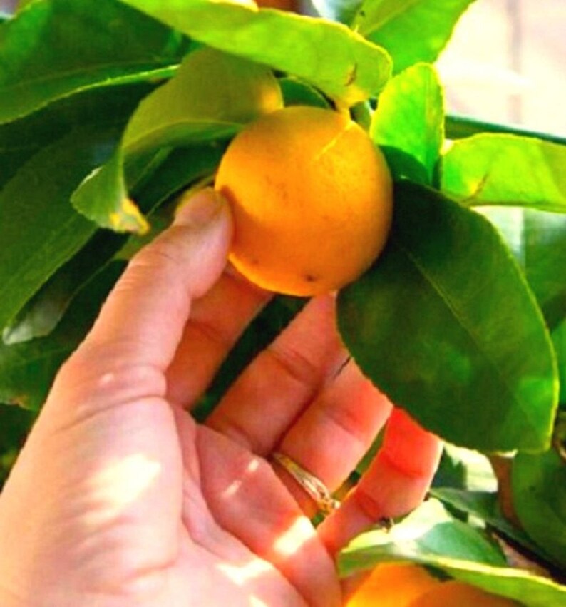 SEEDS Selfpollinating Dwarf Meyer Lemon citrus Meyeri Etsy Canada
