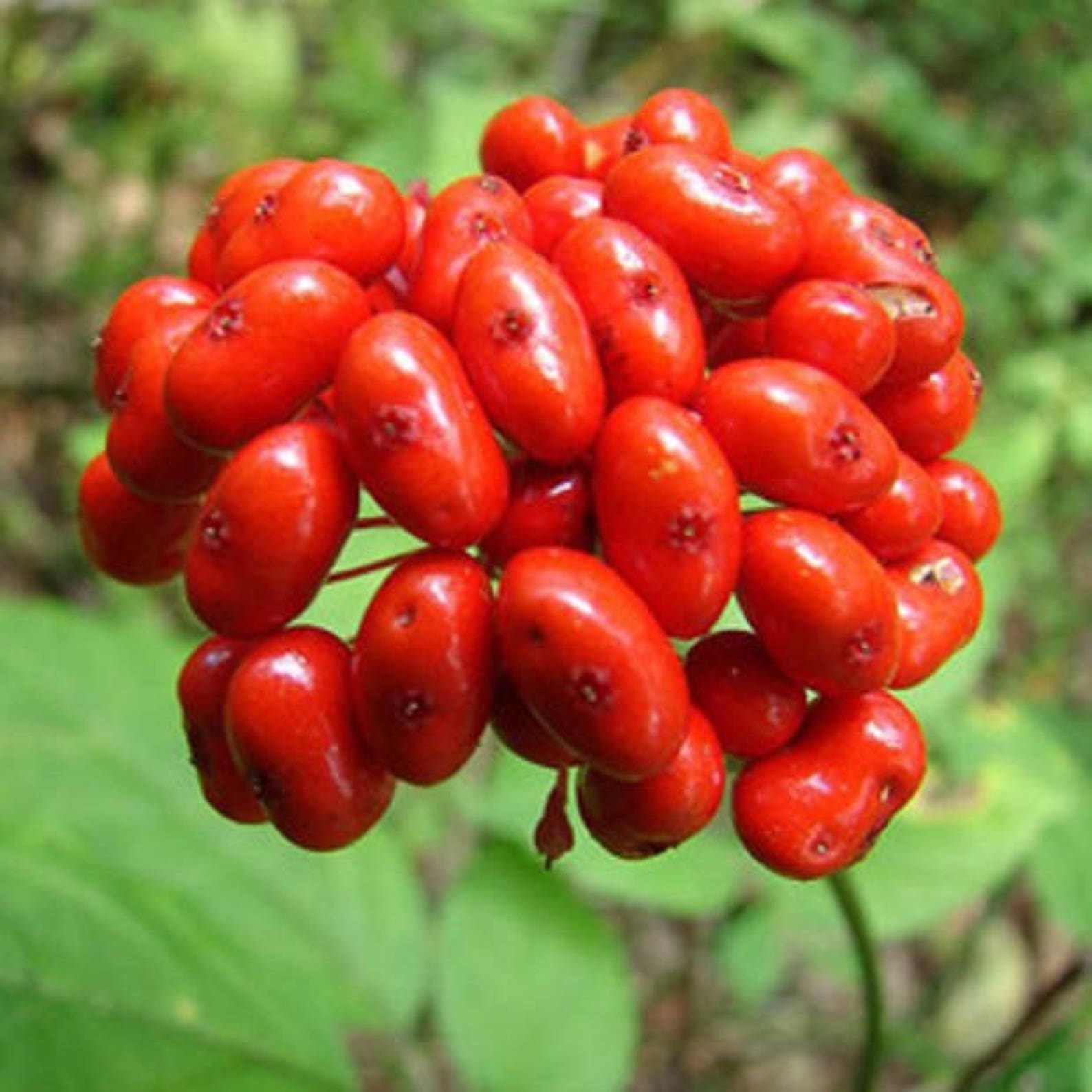 SEEDS Extra Rare WILD CANADIAN Ginseng Stratified Ready for Etsy