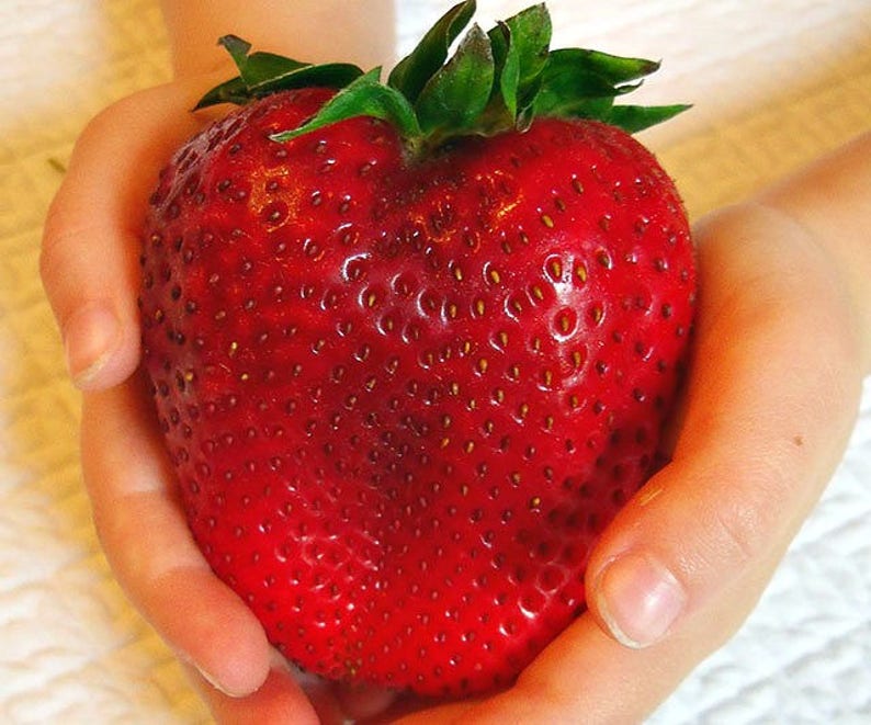 SEEDS Giant Strawberry rubygem Dense Upright Everbearing Etsy