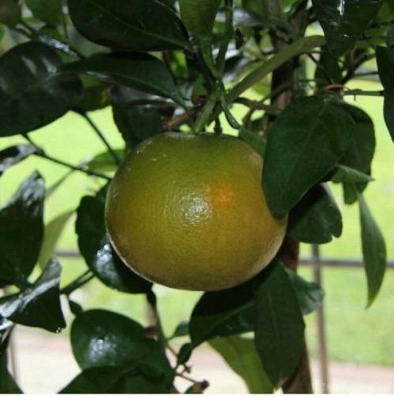 dwarf grapefruit tree for sale dwarf grapefruit tree for sale