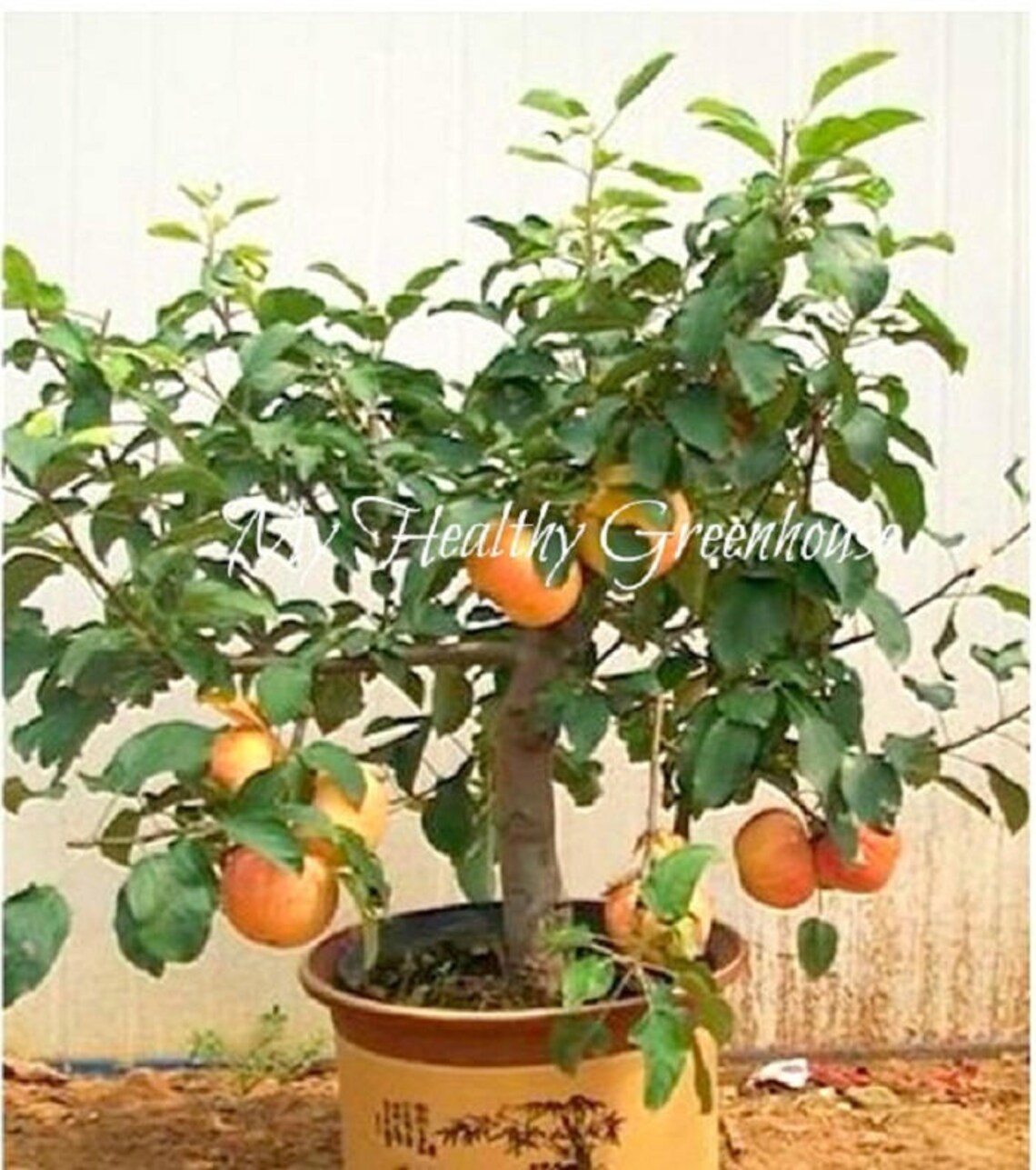 SEEDS Selffertile Dwarf Gala Apple Tree Malus domestica Etsy