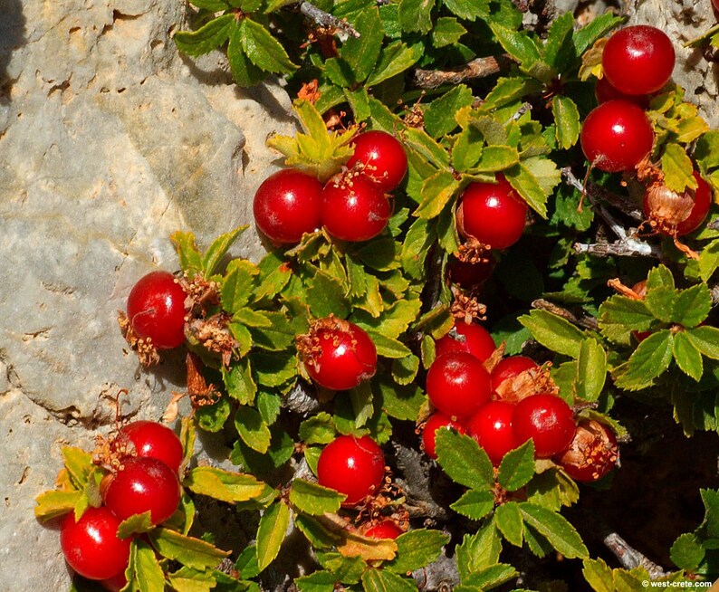 SEEDS Edible Hardy Shrub Ground Cover Dwarf alpine Cherry Etsy