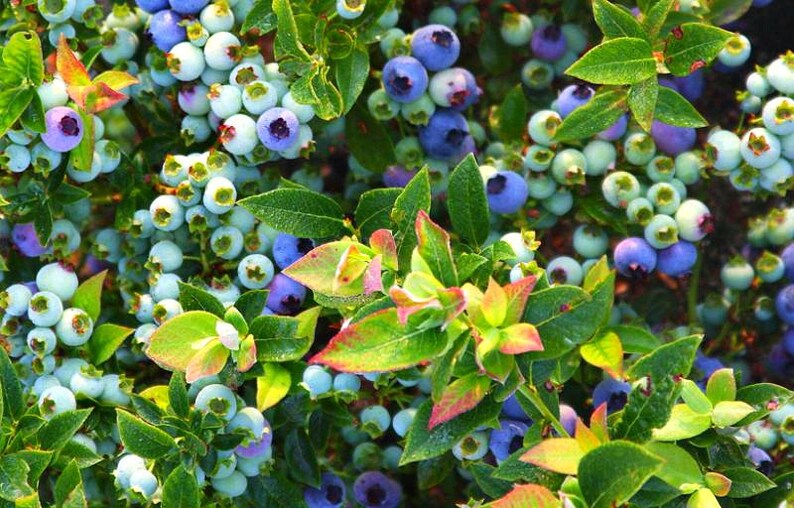 SEEDS Dwarf Blueberry Jelly Bean Vaccinium x Compact Etsy