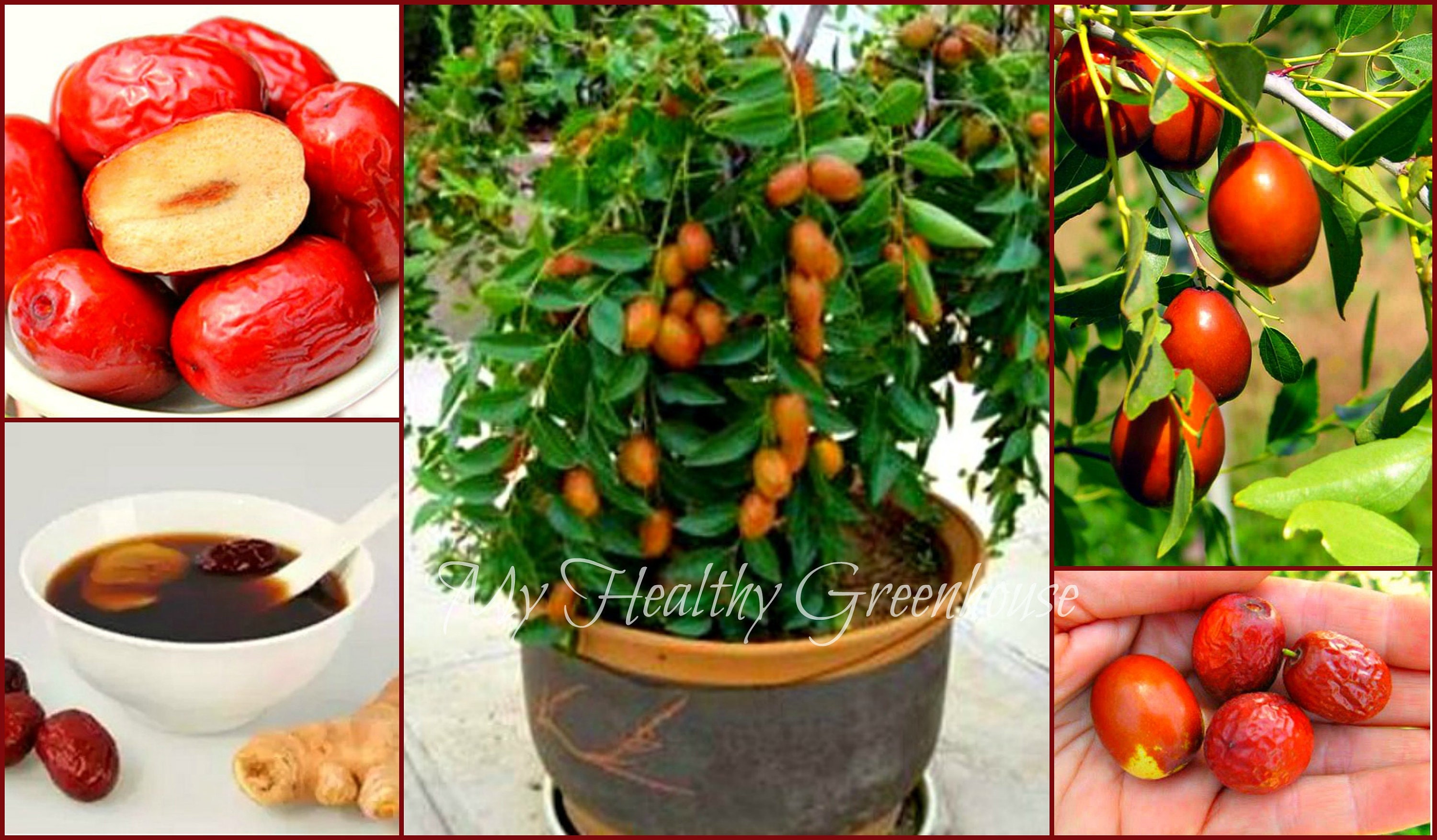 SEEDS RARE Compact Dwarf Jujube ziziphus Jujube Chinese Etsy