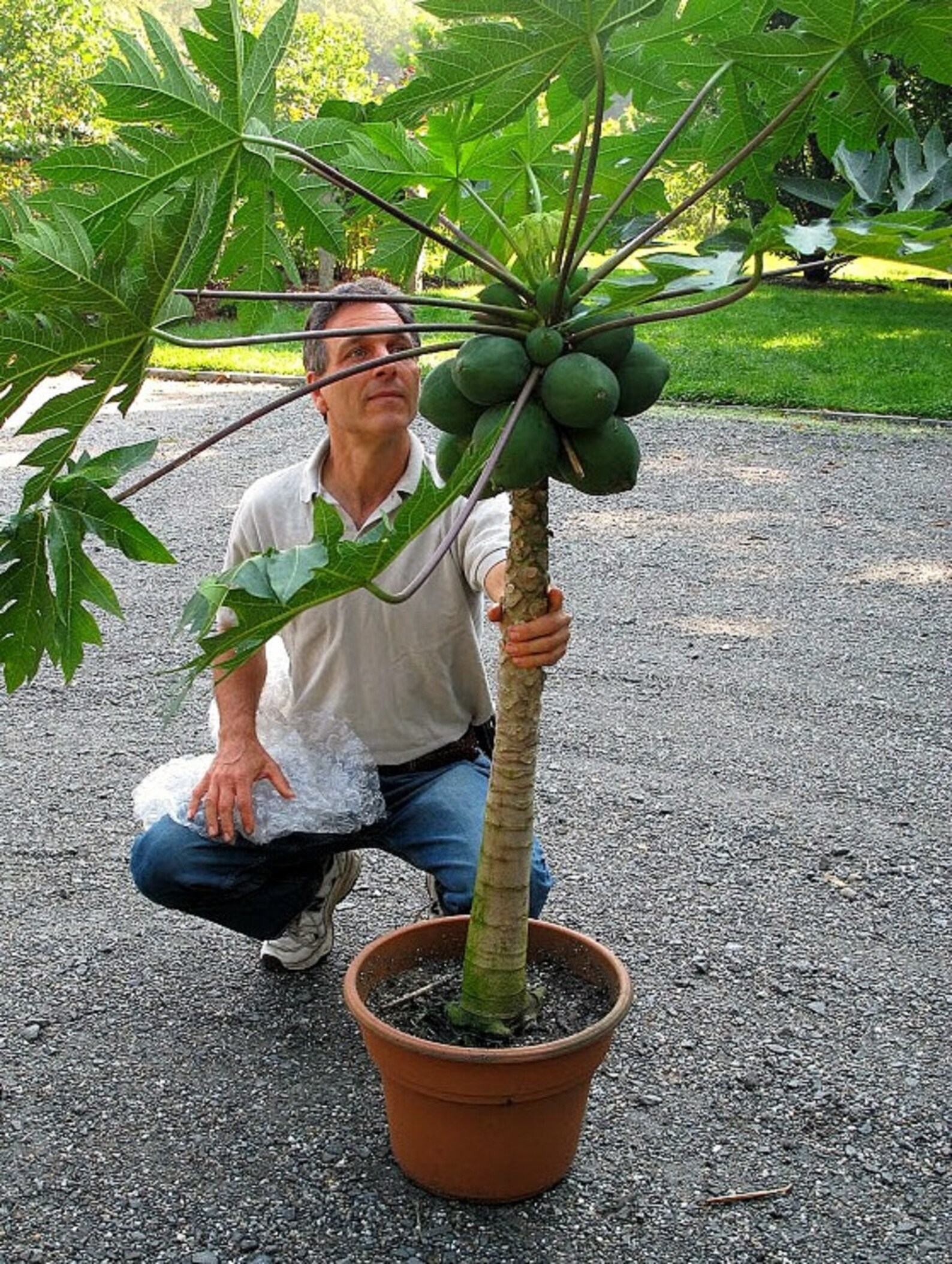 SEEDS Dwarf Hawaiian Low Bearing Solo Papaya Waimanalo Etsy