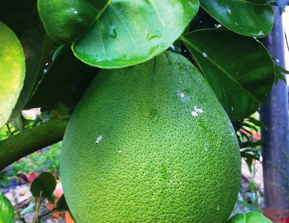SEEDS Dwarf Thai Sweet Pomelo or Pummelo Citrus maxima Etsy