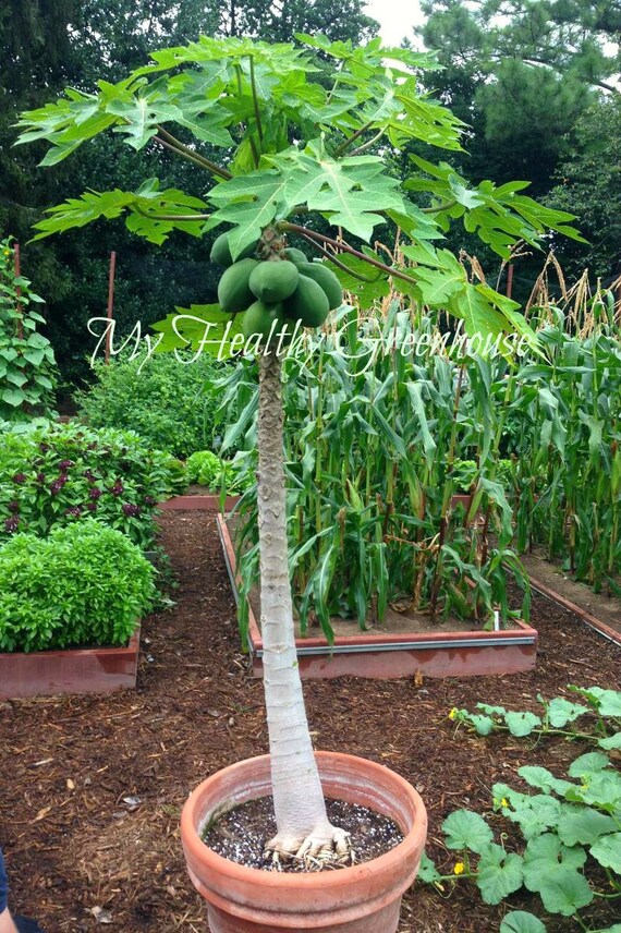 Green Leaf/® Dwarf Papaya Seeds ~ TR Hovey ~ Carica L Caricaceae ~ Miniature Tree ~ 20 Seeds