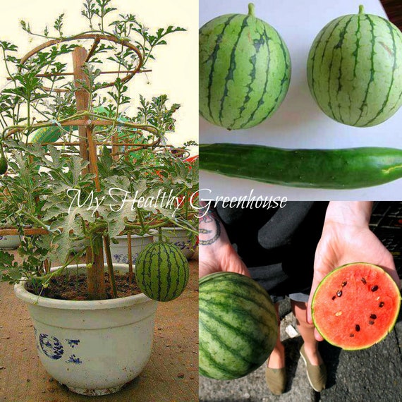 Graines Nain Pasteque Petit Bebe Fleur Citrullus Etsy Graines Nain Pasteque Petit Bebe Fleur Citrullus Etsy