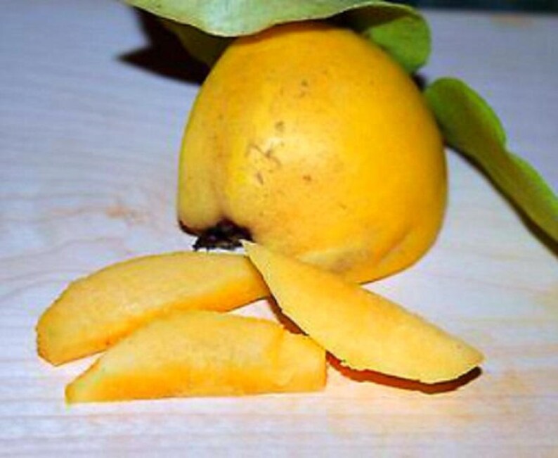 SEEDS Dwarf Aromatnaya Sweet Quince Selffruitful Great Etsy