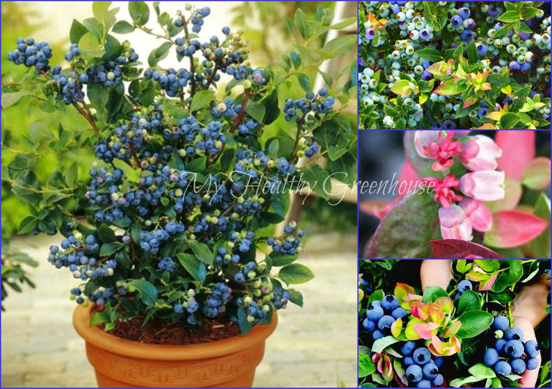 SEEDS Dwarf Blueberry Jelly Bean Vaccinium x Compact Etsy