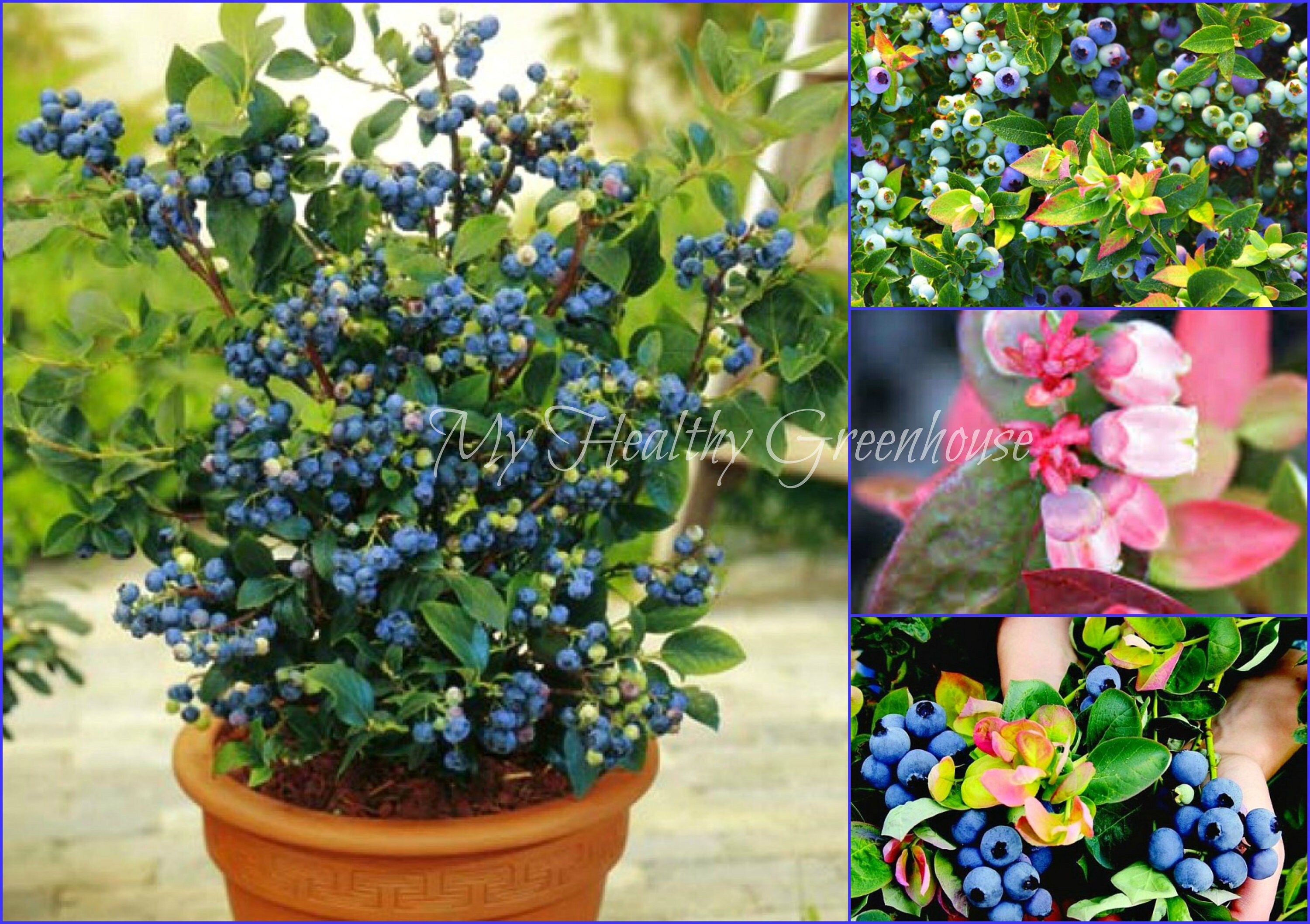 SEEDS Dwarf Blueberry Jelly Bean Vaccinium x Compact Etsy