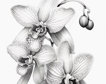 Zygopetalum Orchid - black and white sketch #2 Digital Print