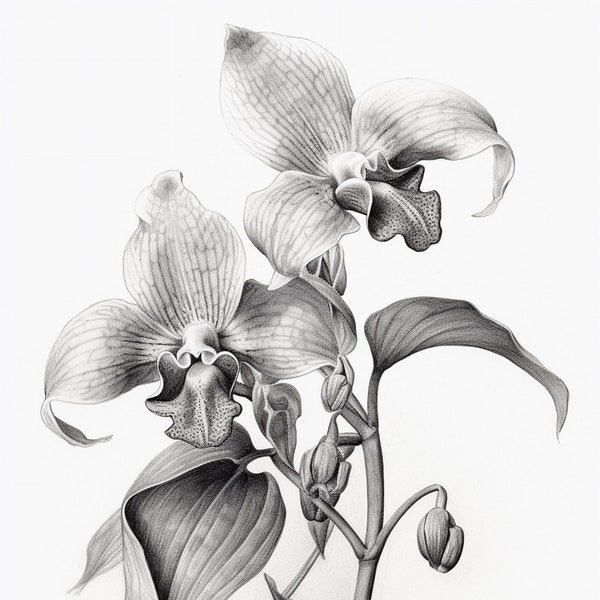 Zygopetalum Orchid - black and white sketch #1 Digital Print