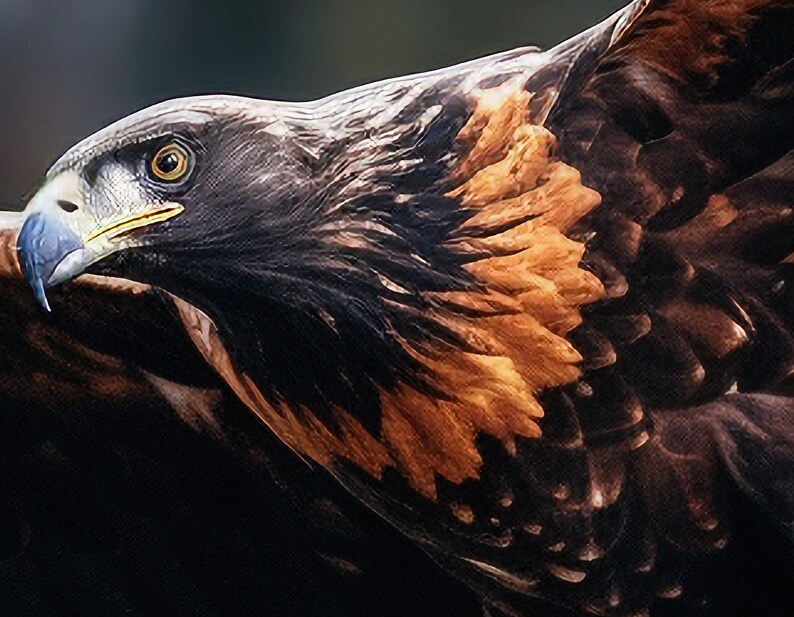 Majestic Wedge Tail Eagle Soaring 2 Digital Print - Etsy