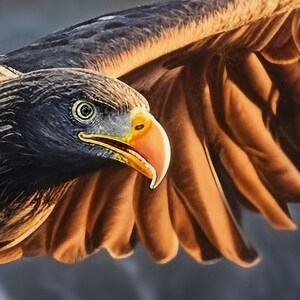 Majestic Wedge Tail Eagle Soaring 5 Digital Print - Etsy