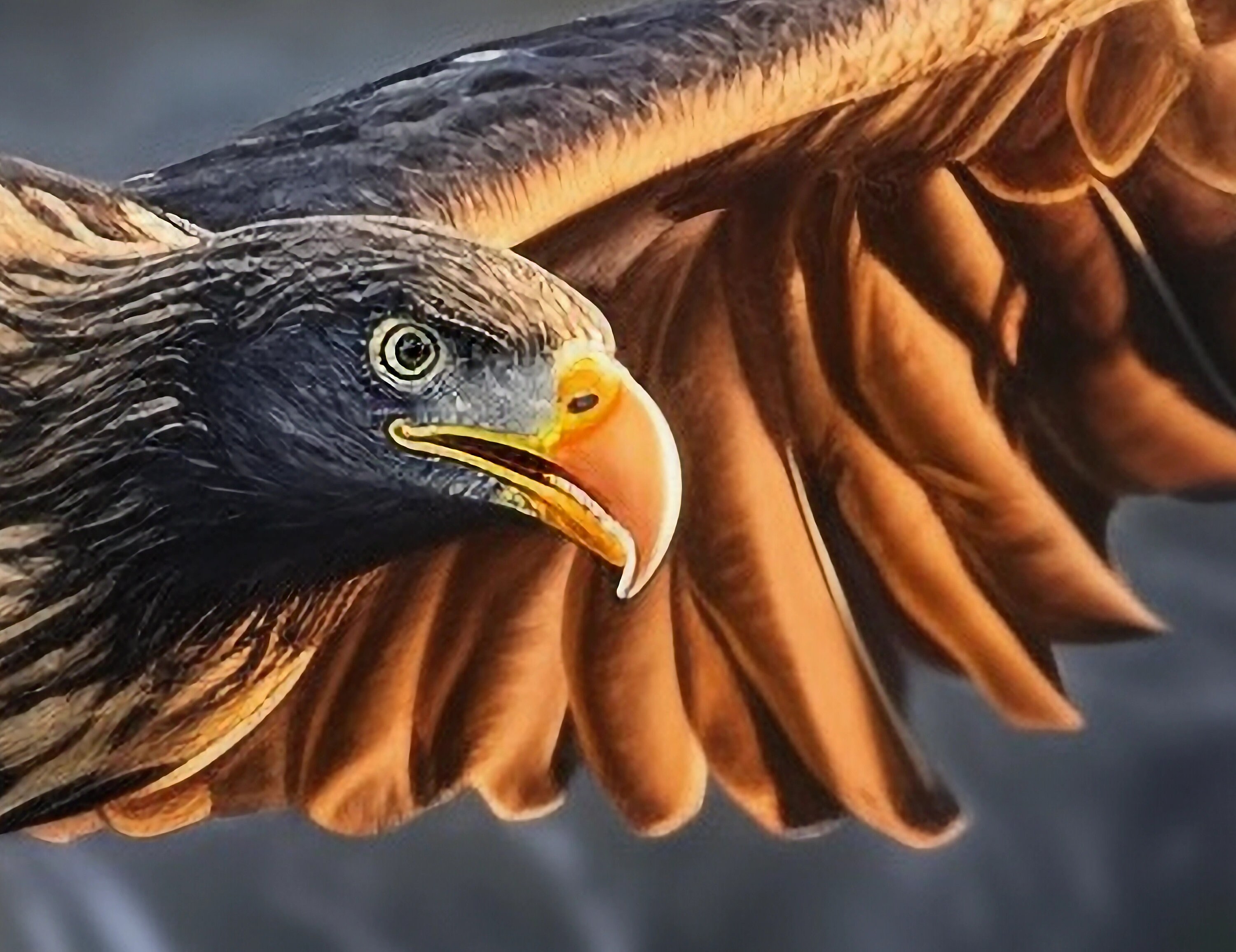 Majestic Wedge Tail Eagle Soaring #5 Digital Print - Etsy