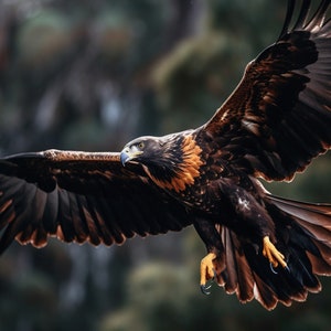 Majestic Wedge Tail eagle soaring #2 Digital Print