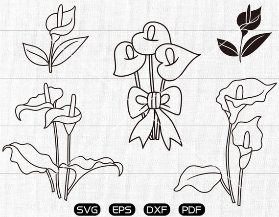 Free Free 50 Lily Flower Svg Free SVG PNG EPS DXF File