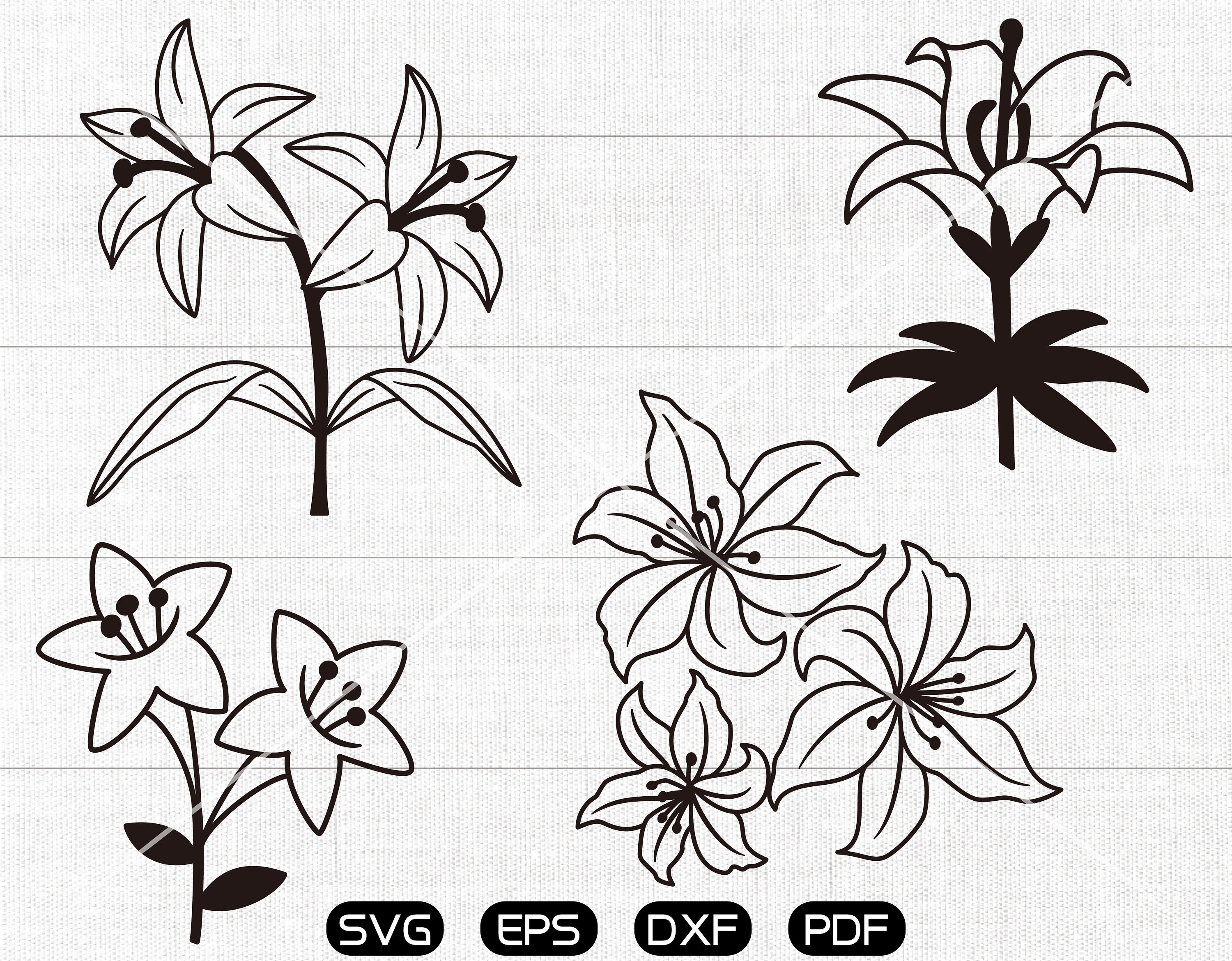 Download Lily Svg Flower Clipart Cricut Silhouette Cut Files Etsy