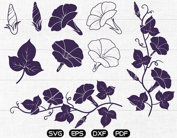 Garden Svg Morning Glory Svg Beautiful Flower Clipart Cricut Silhouette Cut Files Commercial Use - 