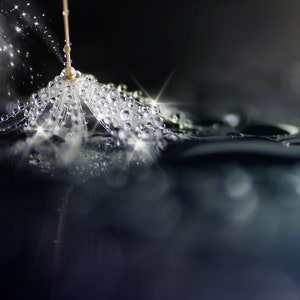 May include: A delicate dandelion seed head with water droplets, reflecting light and creating a sparkling effect. The seed head is partially submerged in water, with a blurred background.