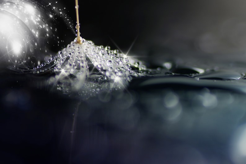 May include: A delicate dandelion seed head with water droplets, reflecting light and creating a sparkling effect. The seed head is partially submerged in water, with a blurred background.