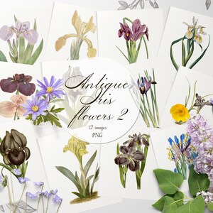 May include: A collection of 12 vintage illustrations of iris flowers in various colours, including purple, yellow, and blue. The illustrations are on white backgrounds and have a delicate, hand-painted style.