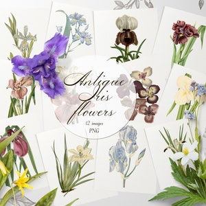 Könnte beinhalten: Eine Sammlung von 12 antiken Iris-Blumenillustrationen in verschiedenen Farben, darunter Lila, Blau, Weiß, Gelb und Braun. Die Illustrationen sind auf weißem Hintergrund und haben eine Vintage-Ästhetik. Der Text "Antique Iris Flowers" und "12 images PNG" ist ebenfalls enthalten.