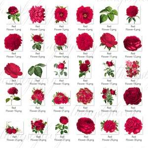 30 Red Flowers Digital Images PNG 300 Dpi Instant Download Commercial Use Bridal Shower Wedding Flower Rose Branch Peony Antique Old Bouquet image 9
