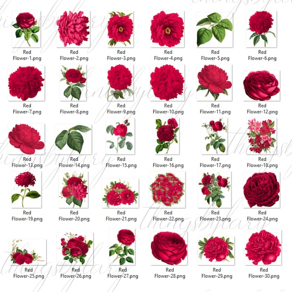 30 rode bloemen digitale afbeeldingen PNG dpi instant Etsy België