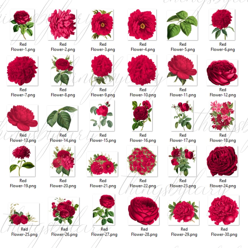 30 Red Flowers Digital Images PNG 300 Dpi Instant Download Commercial Use Bridal Shower Wedding Flower Rose Branch Peony Antique Old Bouquet image 9