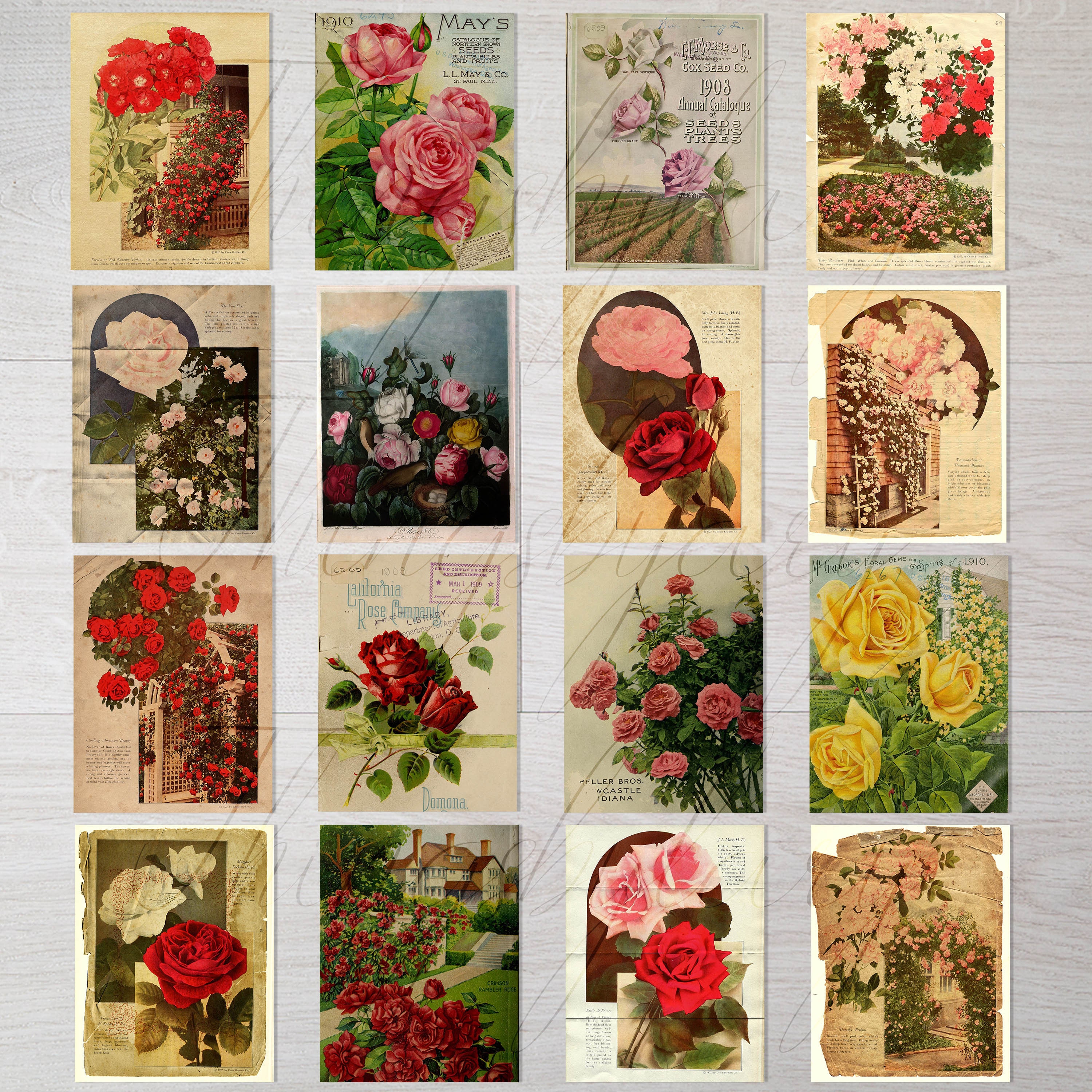 Old Paper Roses 16 Antique Rose Garden Digital Paper 8.5x11