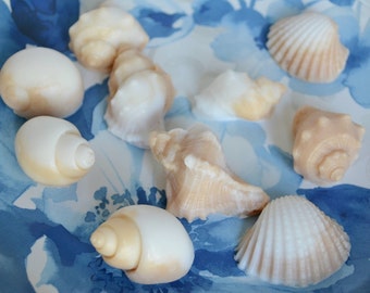 SEASHELL SOAP SET (10) Beach Party Favors Shell Shaped Soaps Beach Wedding Nautical Favors Mermaid Baby Shower Mini Favor Ocean Themed Gift
