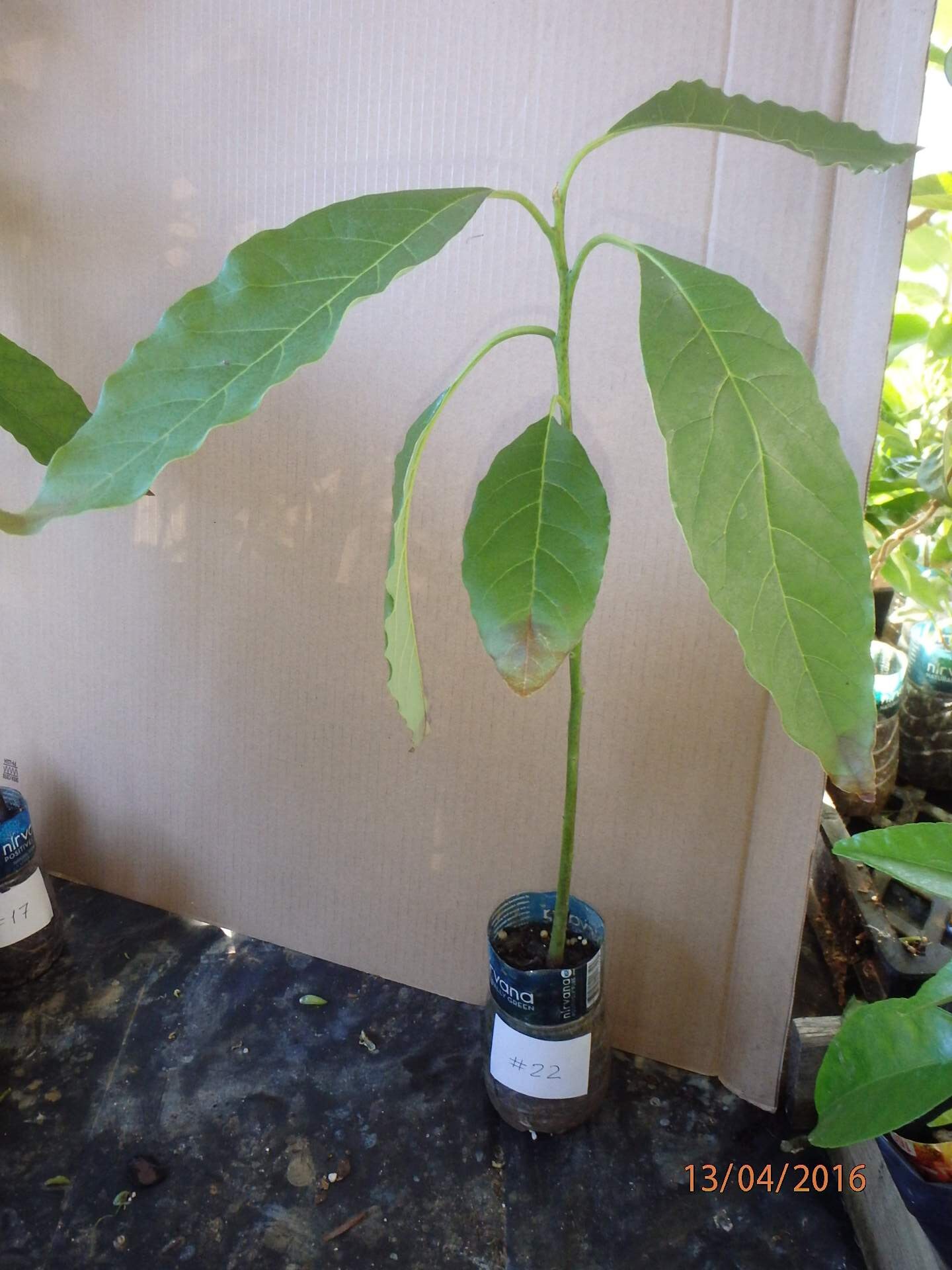 Hass Avocado seedling 1 year old plant shipped in pot with